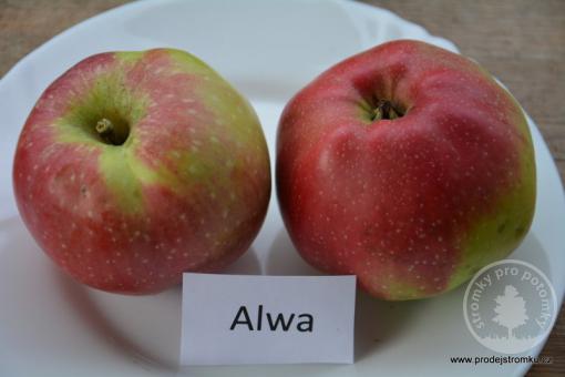 Jabloň Alwa (podnož M9)