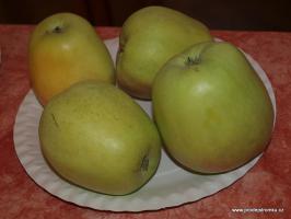 Jabloň Zvonkové (podnož semenáč, vysokokmen)