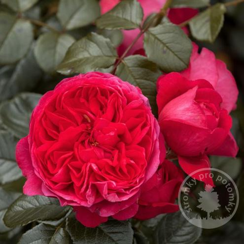 Deep Love pnoucí růže