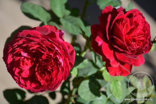 Hot Rokoko nižší růže