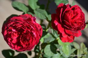 Hot Rokoko nižší růže