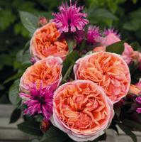Chippendalle anglická růže