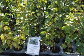 Amelanchier alnifolia muchovník Honeywood