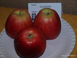 Jabloň Gloster (M26, kontejner)