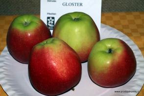 Jabloň Gloster (M26, kontejner)