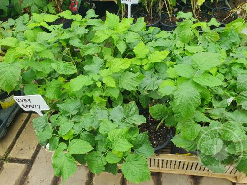 Maliník Ruby Beauty