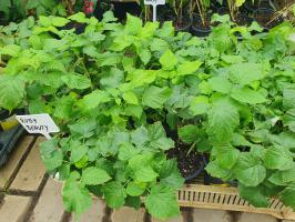 Maliník Ruby Beauty