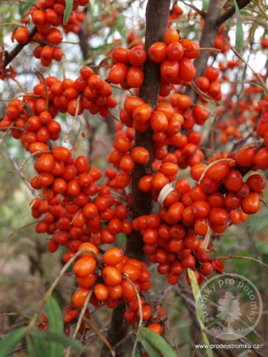 Rakytník řešetlákový Friesdorfer Orange