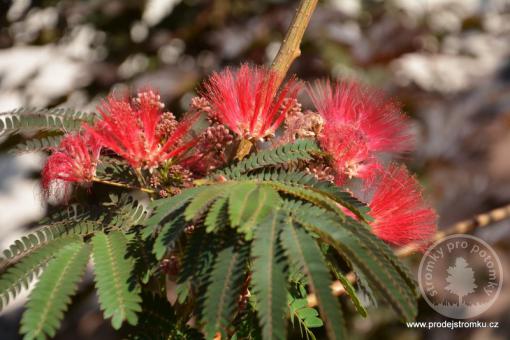 Albizia Julibrissin - Perská akácie Chocolate Fountain (pendula)