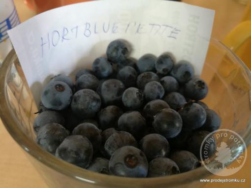 Hortblue Petite borůvka