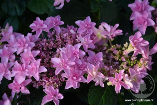 Hortenzie velkolistá Doppio Rosa