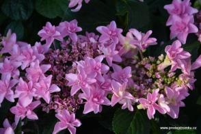 Hortenzie velkolistá Doppio Rosa