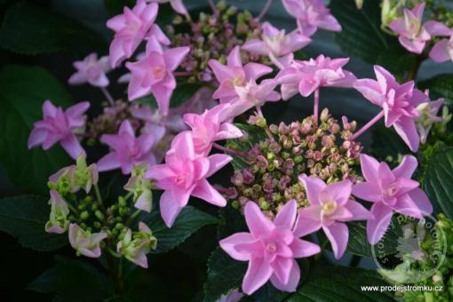 Hortenzie velkolistá Doppio Rosa