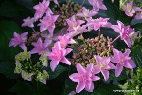 Hortenzie velkolistá Doppio Rosa