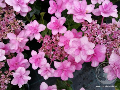 Hortenzie velkolistá Doppio Rosa