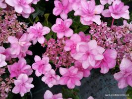 Hortenzie velkolistá Doppio Rosa