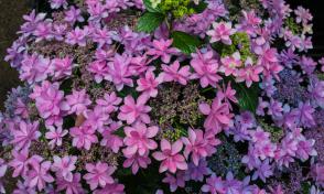 Hortenzie velkolistá Doppio Rosa