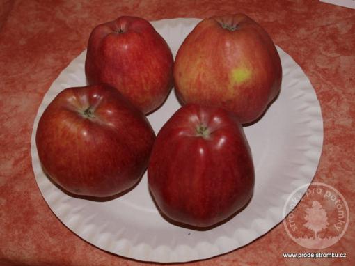 Starkrimson jabloň podnož P14