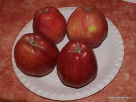 Jabloň Starkrimson (podnož M26)