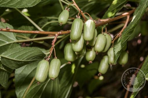 Velikanski kiwi samičí rostlina