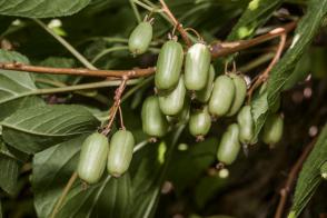 Velikanski kiwi samičí rostlina