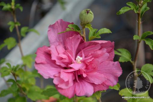 Ibišek syrský Magenta Chiffon