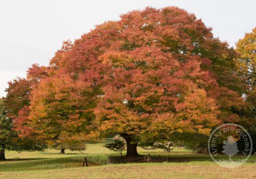 Zelkova ostrolistá