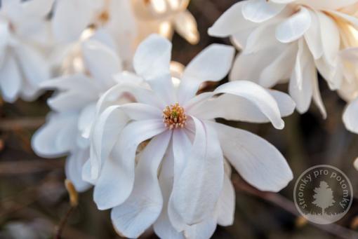 Magnolia x Loebnerova  Wildacat - kmínek 90cm