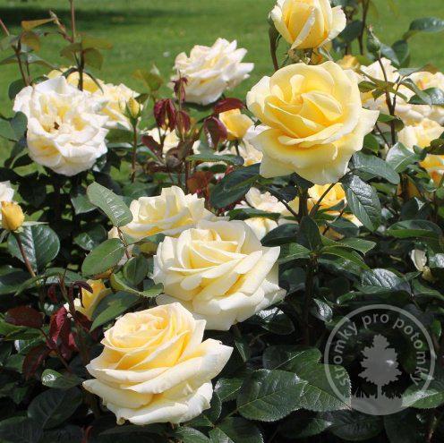Růže velkokvětá - čajohybrid Avec Amour