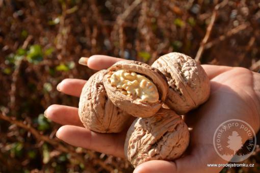 Fernor ořešák kontejner
