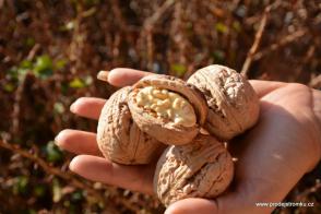 Ořešák Fernor (podnož semenáč, kontejner)
