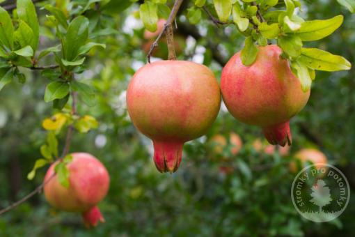 Granátové jablko Mollar de Elche