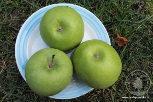 Jabloň Granny Smith (podnož M26)