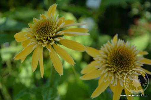 Echinacea (Třapatka) Eccentric Yellow