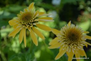 Echinacea (Třapatka) Eccentric Yellow