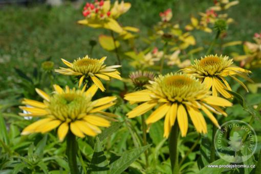 Echinacea (Třapatka) Eccentric Yellow