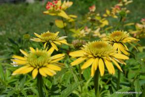 Echinacea (Třapatka) Eccentric Yellow