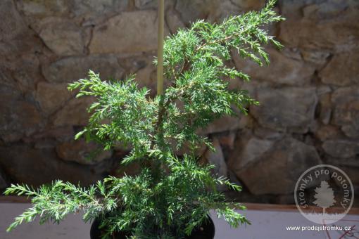 Jalovec obecný Horstmann Pendula-