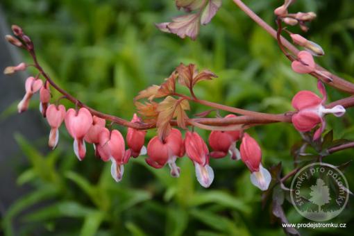 Srdcovka nádherná Valentine