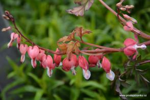 Srdcovka nádherná Valentine