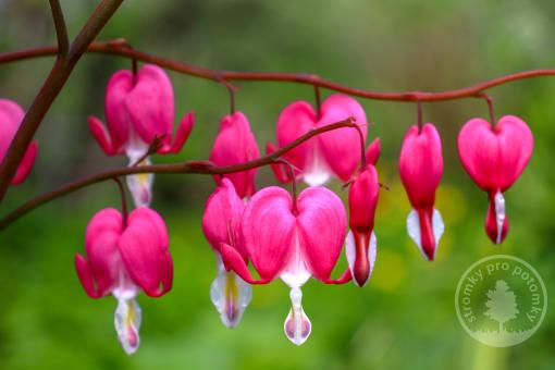 Srdcovka nádherná Valentine