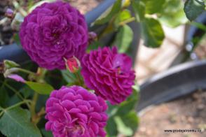 Purple Eden růže