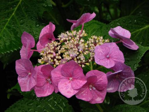 Hortenzie velkolistá Teller Pink