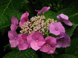 Hortenzie velkolistá Teller Pink