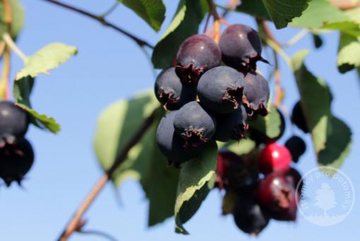 Amelanchier alnifolia muchovník Sleyt