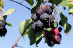 Amelanchier alnifolia muchovník Sleyt