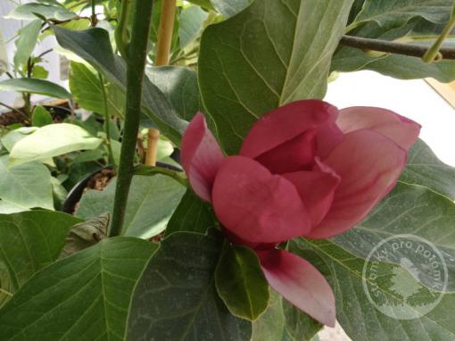 Magnolie March Till Frost (kmínek 150cm)