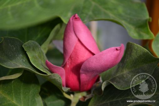Magnolie March Till Frost (kmínek 150cm)