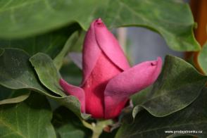 Magnolie March Till Frost (kmínek 150cm)
