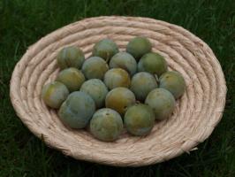 Ryngle Wazonova (podnož Myrobalán)